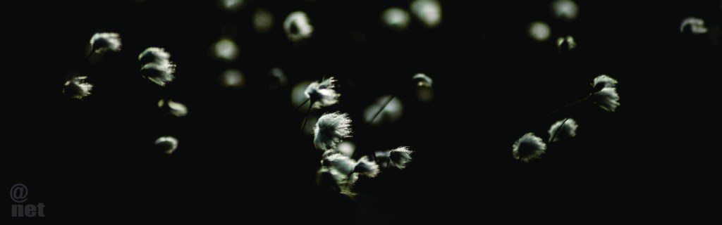 Pohdintaa siemenpussien äärellä