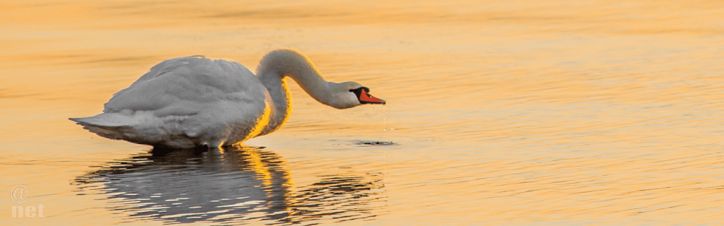 Arktisia lintuja ja Hengen&nbsp;työtä