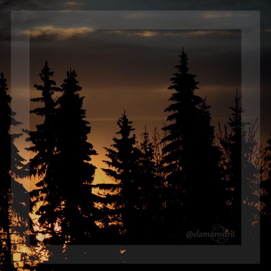 Karsimisesta ja harventamisesta on hyötyä metsässä – ja elämässä ylipäätään